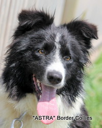 Astra Ginger, Red and white smooth coated border collie